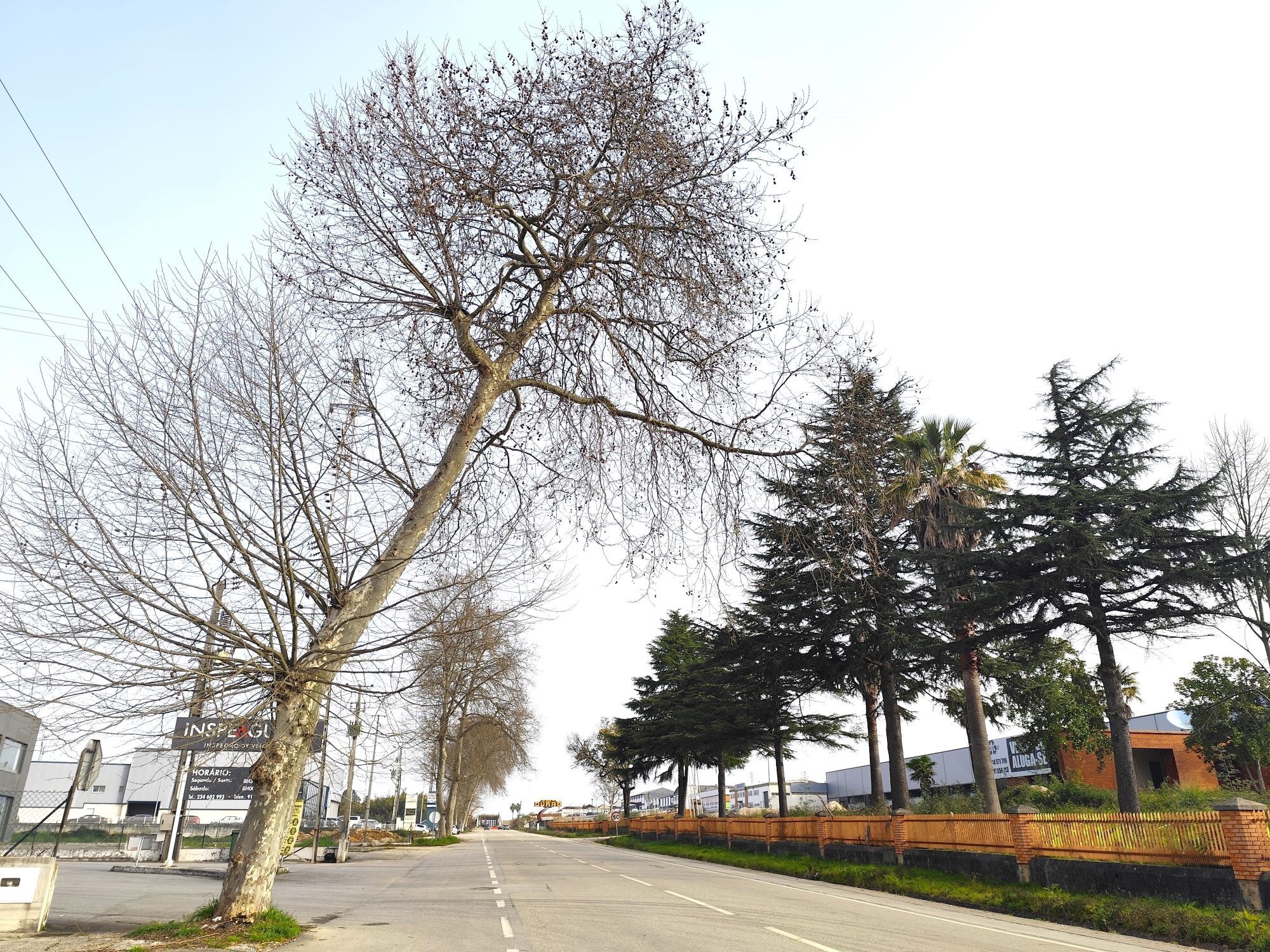 Após remoção, serão plantadas novas árvores, autóctones e mais adequadas ao local